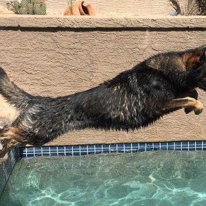 Dog Gut Intelligence AIM Pet Food