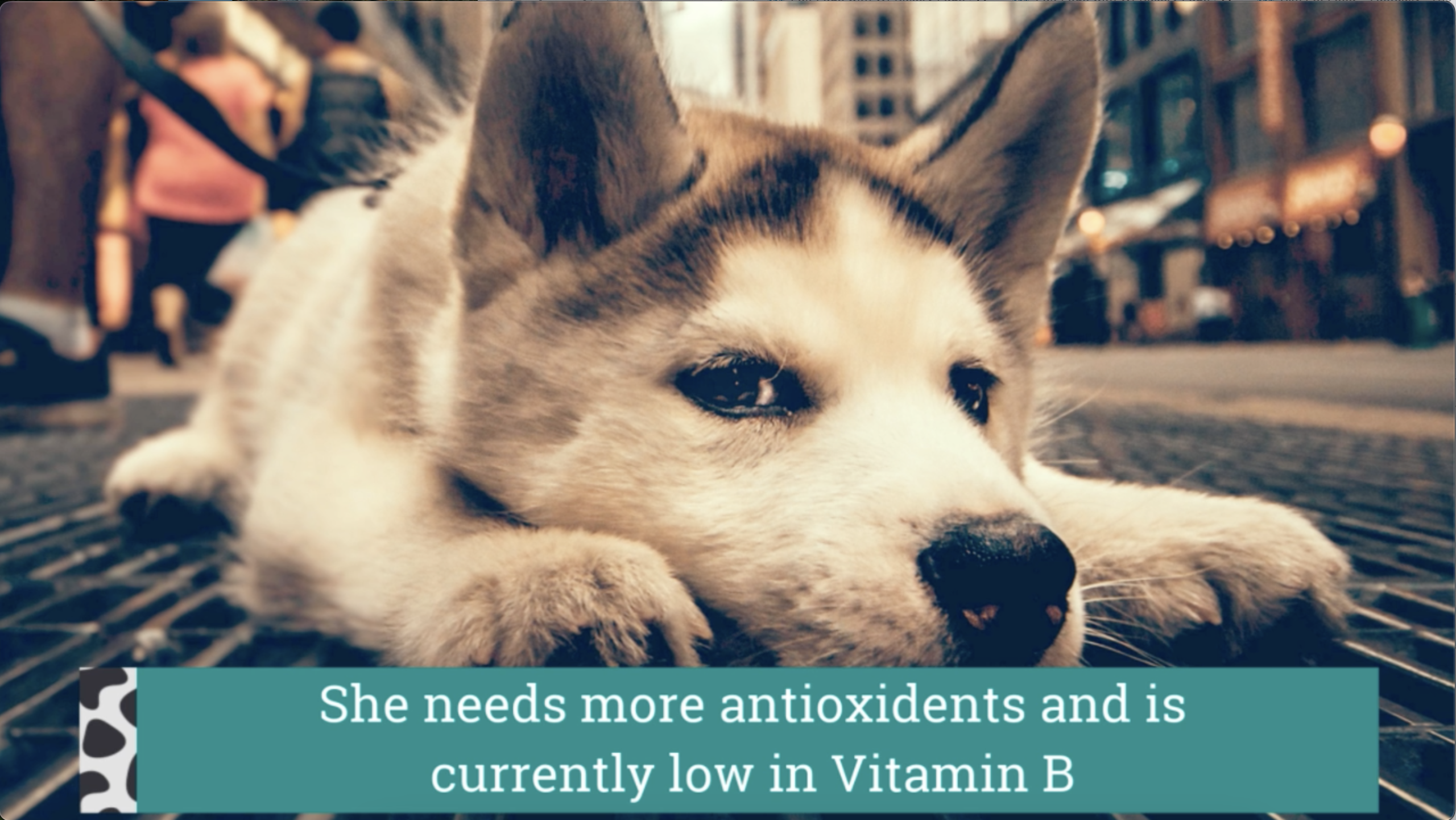 Best Dog Food- Custom Dogfood