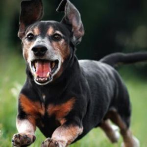 Aim Senior 7+